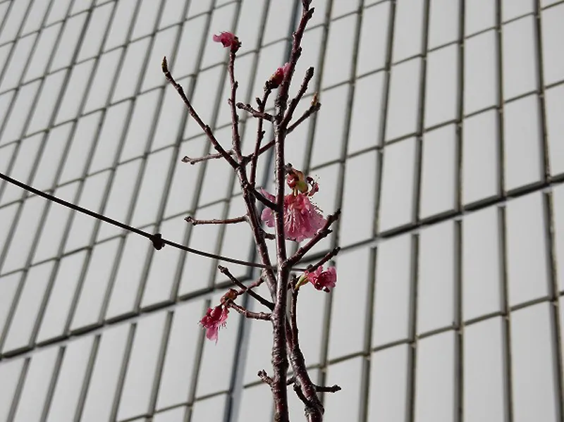 僅かに開花した緋寒桜
