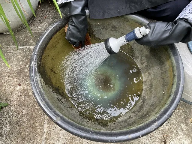 洗浄中のメダカの水鉢