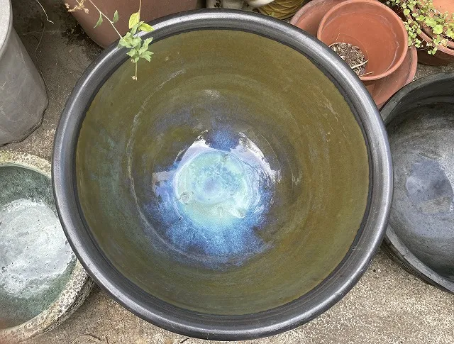 きれいになったメダカの水鉢