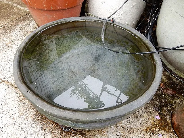 水を張った水鉢1