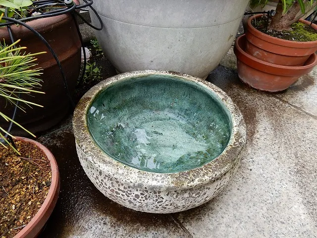 水を張った水鉢2
