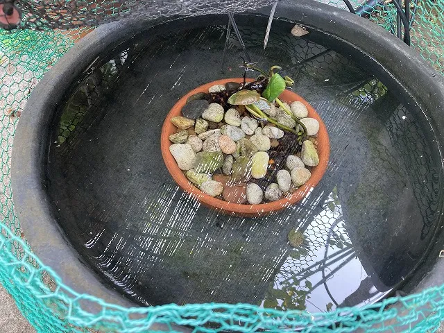 水鉢に入れた睡蓮の鉢