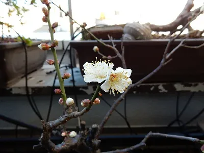 デオドールの庭に咲く白梅