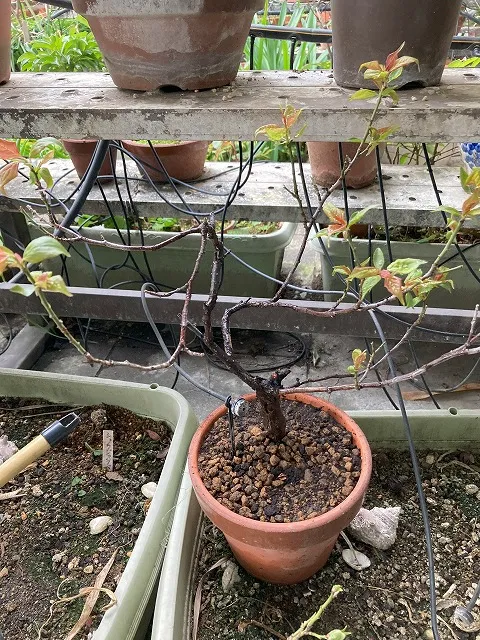 新しい鉢に植え替えた梅の木3