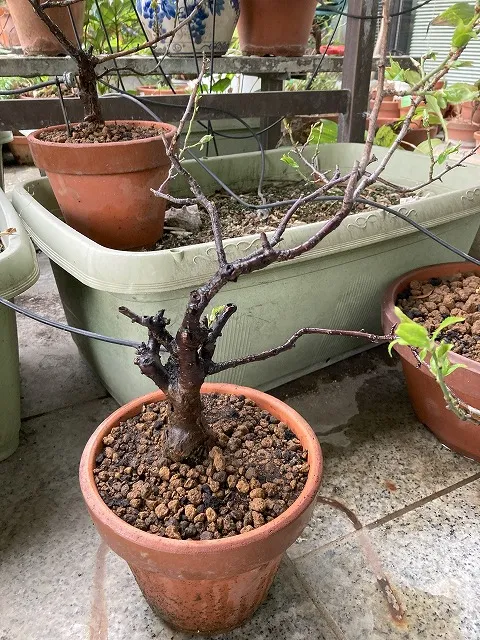 新しい鉢に植え替えた梅の木2