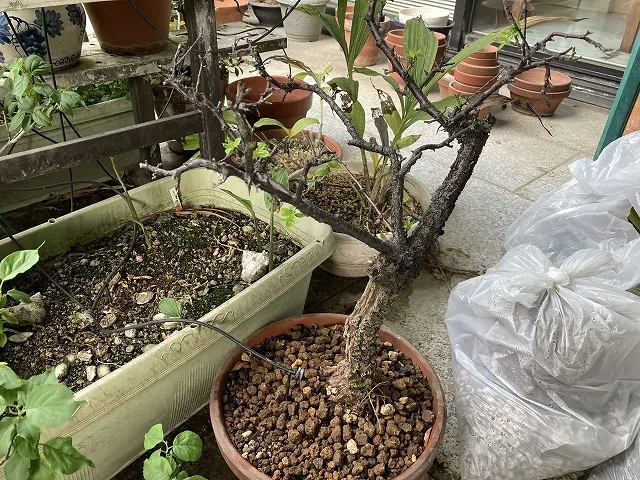 新しい鉢に植え替えた梅の木1