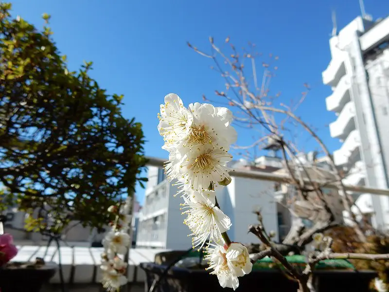 デオドールの庭に咲く白梅